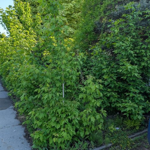 509333122_1029866802626908_573791126253971791_n